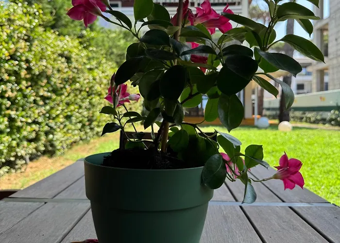 Casa Dei Pini Blu Golem (Tirana)